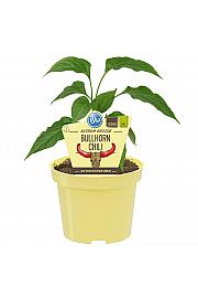 Capsicum annuum Panama; Bullhorn-čili; Ø12;700764;BLU