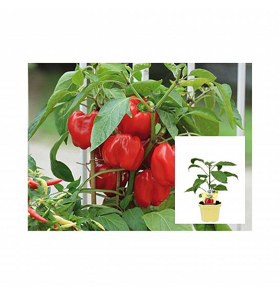 Capsicum annuum Midired; Rdeča paprika- Midi Red; Ø12;700219;BLU