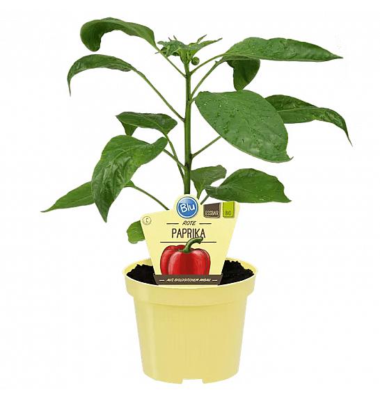 Capsicum annuum Midired; Rdeča paprika- Midi Red; Ø12;700219;BLU