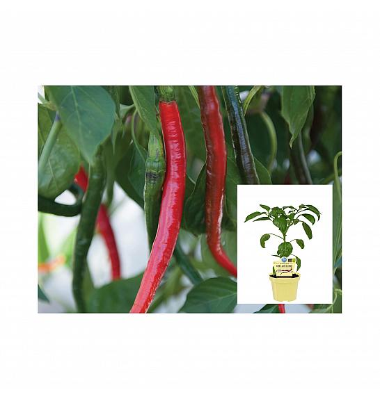 Capsicum annuum Joes Long; Čili Joe`s Long; Ø12;700174;BLU
