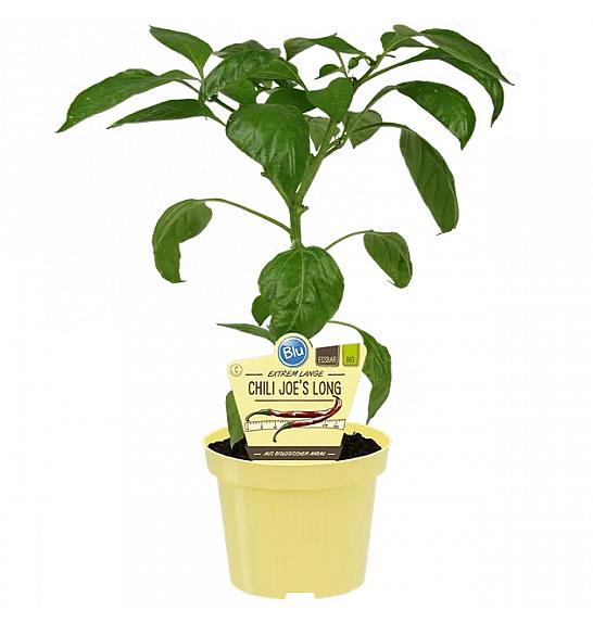 Capsicum annuum Joes Long; Čili Joe`s Long; Ø12;700174;BLU