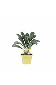 Brassica oleracea var. palmifolia Black Magic; Črno zelje; Ø12;700161;BLU