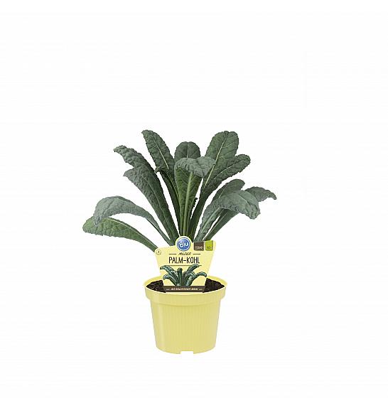 Brassica oleracea var. palmifolia Black Magic; Črno zelje; Ø12;700161;BLU
