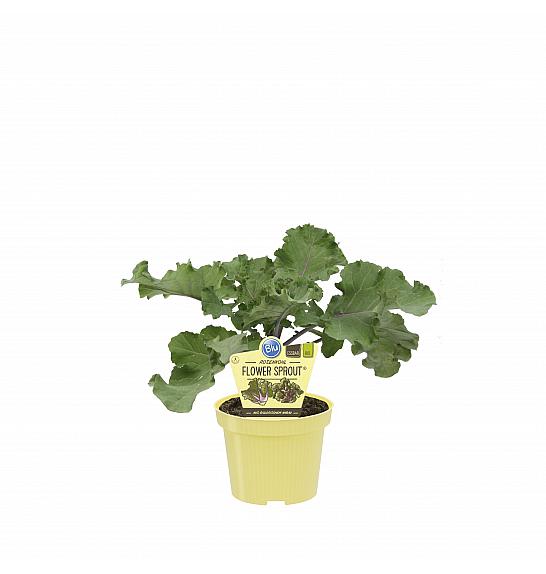 Brassica oleracea var. Gemmifera; Hibrid med zeljem in brstičnim ohrovtom; Ø12;700779;BLU