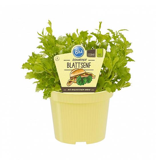 Brassica juncea; Gorčični listi; Ø12;700062;BLU