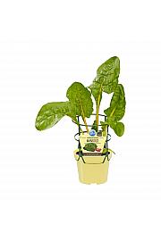 Beta vulgaris Bright Lights; Blitva; Ø12;700710;BLU