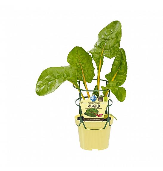 Beta vulgaris Bright Lights; Blitva; Ø12;700710;BLU