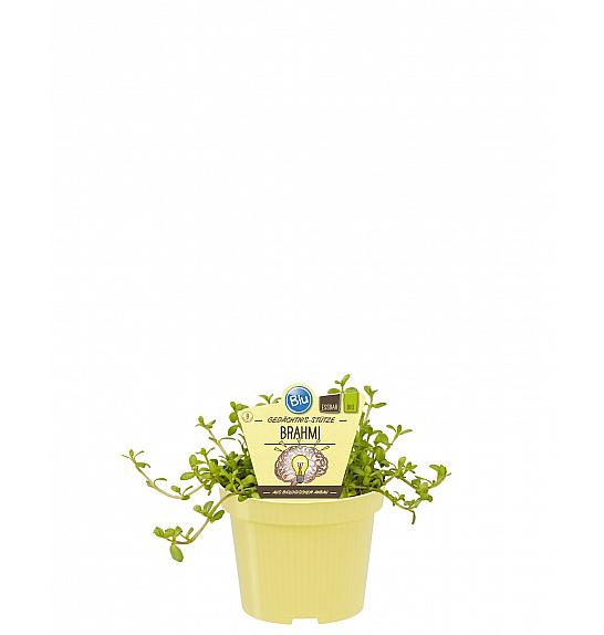 Bacopa monnieri; Brahmi; Ø12;700424;BLU