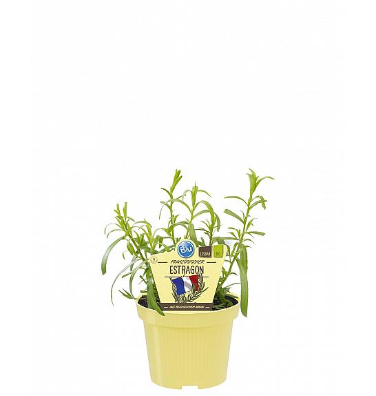 Artemisia dracunculus; Pehtran; Ø12;700030;BLU