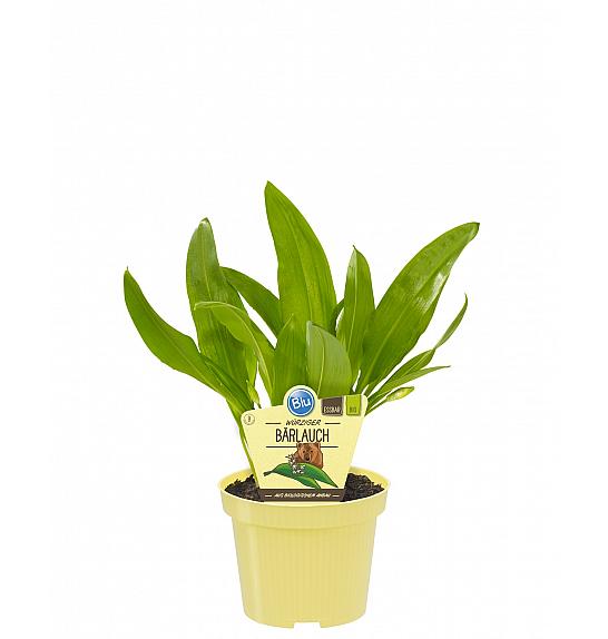 Allium ursinum; Čemaž; Ø12;700230;BLU