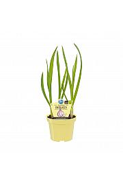 Allium sativum; Česen; Ø12;700240;BLU