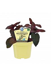 Polygonum hydropiper; Vodni poper; Ø12; 708011;BLU