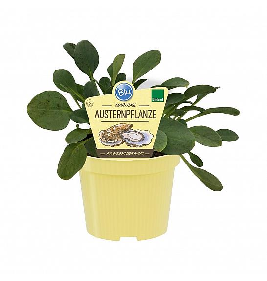 Mertensia maritima; Školjkaste ostrige; Ø12;708002;BLU