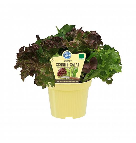 Lactuca sativa var. crispa; Solata mix; Ø12;708003;BLU