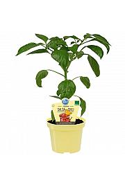 Capsicum chinense; Čili Jolokia; Ø12;708006;BLU