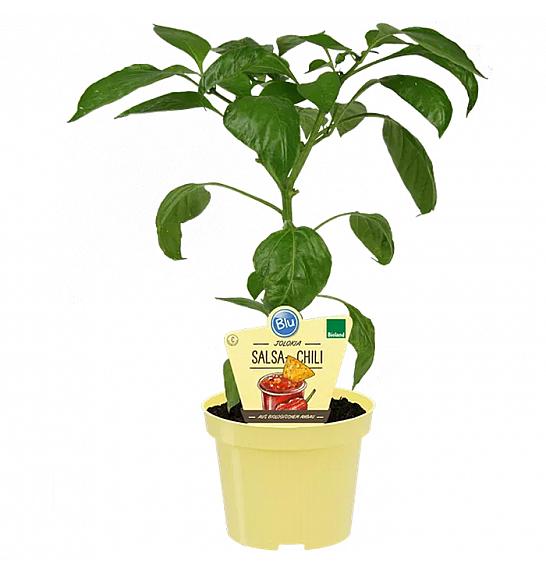 Capsicum chinense; Čili Jolokia; Ø12;708006;BLU