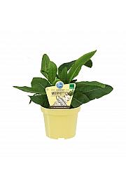 Armoracia rusticana; Navadni hren; Ø12;700197;BLU