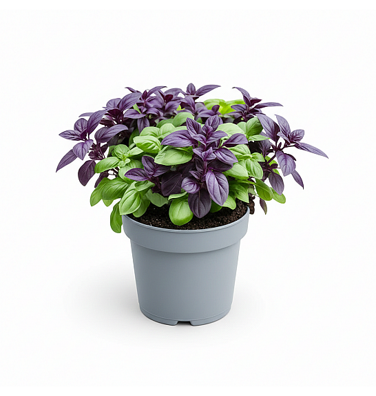 Dišavnice Bazilika MIX (Red&Green Leaf)  Ø10,5