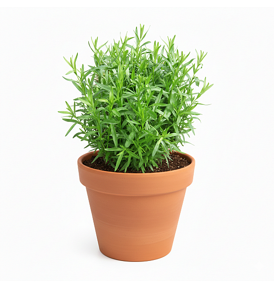 Dišavnice Artemisia dracunculus French Tarragon Ø10,5