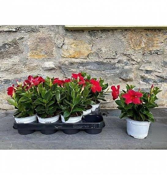 Dipladenia Sundaville Ø10,5