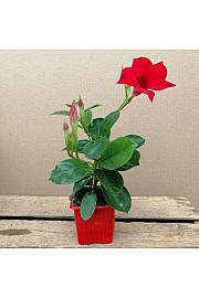 Dipladenia Variety Mix Tropical Coast Ø7; grm