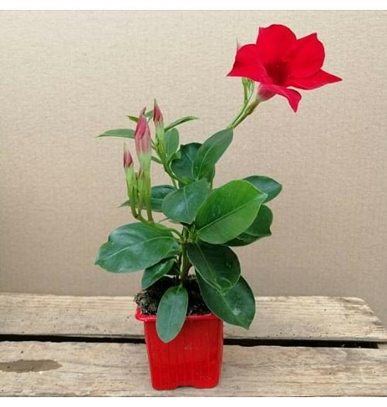 Dipladenia Variety Mix Tropical Coast Ø7; grm