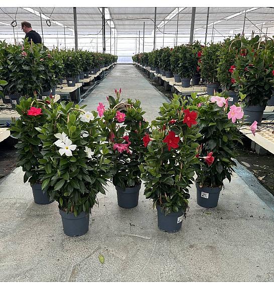 Dipladenia Variety Mix Tropical Coast Ø20; špalir