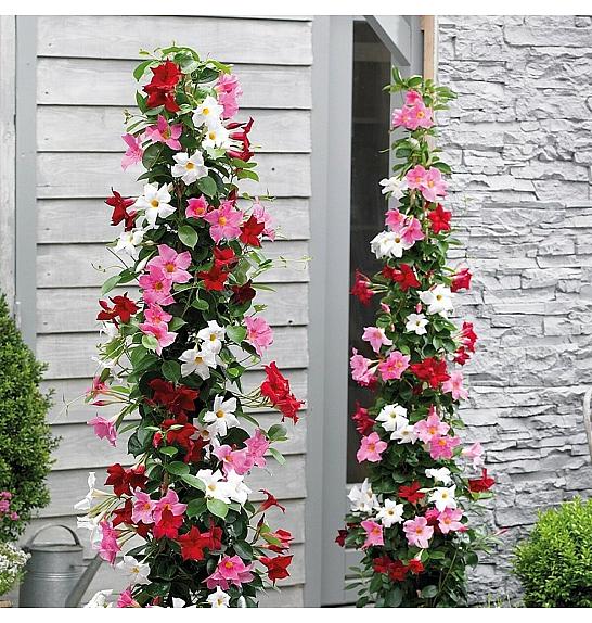 Dipladenia Mandeville Fushion Bloom Selection Ø17; piramida