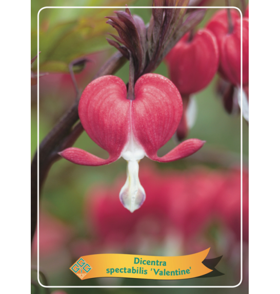 Dicentra spectabilis Valentine Ø11