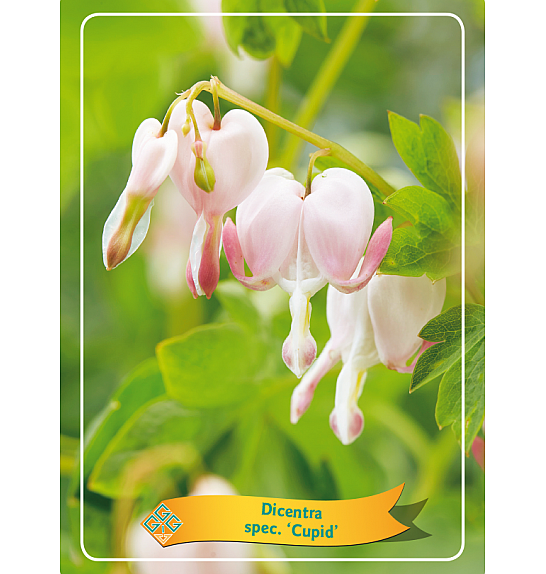 Dicentra spectabilis Cupid Ø11