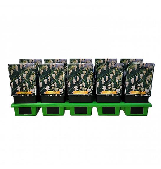 Dicentra spectabilis Alba Ø11