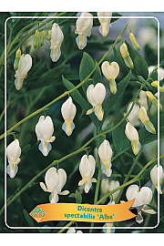Dicentra spectabilis Alba Ø11