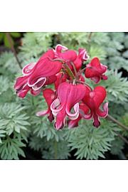 Dicentra King of Hearts Ø11