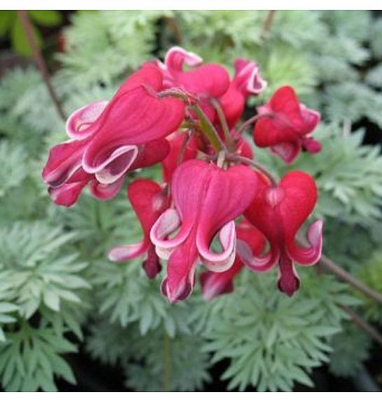 Dicentra King of Hearts Ø11