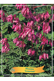 Dicentra Formosa Luxuriant Ø11