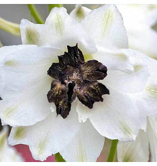 Delphinium White/Dark Bee Ø11