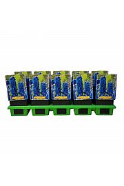 Delphinium Sky Blue White Bee Ø11