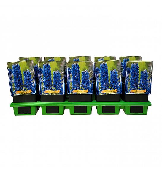 Delphinium Sky Blue White Bee Ø11