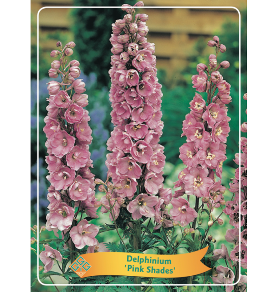 Delphinium Pink Shades Ø11