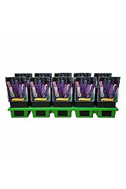 Delphinium mix Ø11