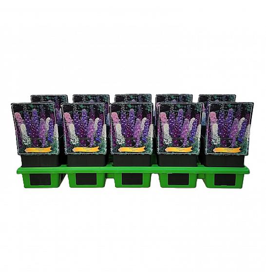 Delphinium mix Ø11
