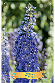 Delphinium Dark Blue Ø11