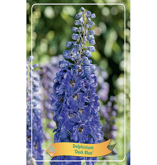 Delphinium Dark Blue Ø11