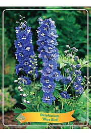 Delphinium Blue Bird Ø11