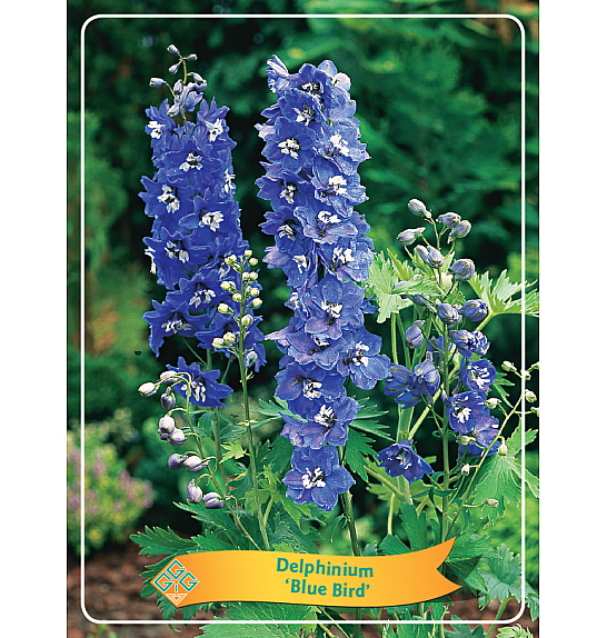 Delphinium Blue Bird Ø11