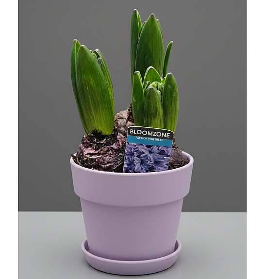 ČEBULICE HIACINTE 3 PP; Ø12