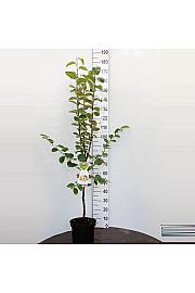Cydonia oblonga Vranja C7,5 Lit. 125-150 cm