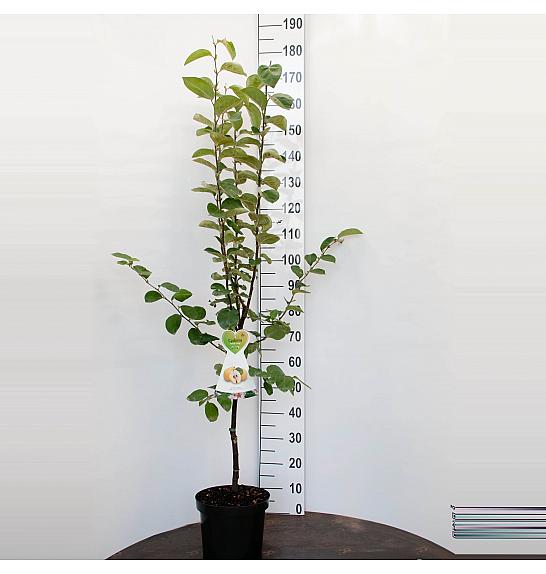 Cydonia oblonga Vranja C7,5 Lit. 125-150 cm