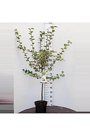 Cydonia oblonga Leskovačka C7,5 Lit. 125-150 cm