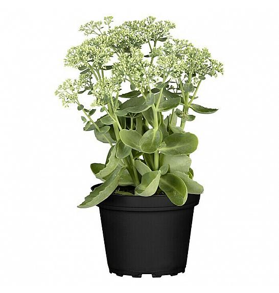 Sedum Herbstfreude Ø 12